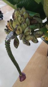 バナナン　バナナン　バナァナ☆|「いしかわ花店」　（秋田県鹿角市の花屋）のブログ